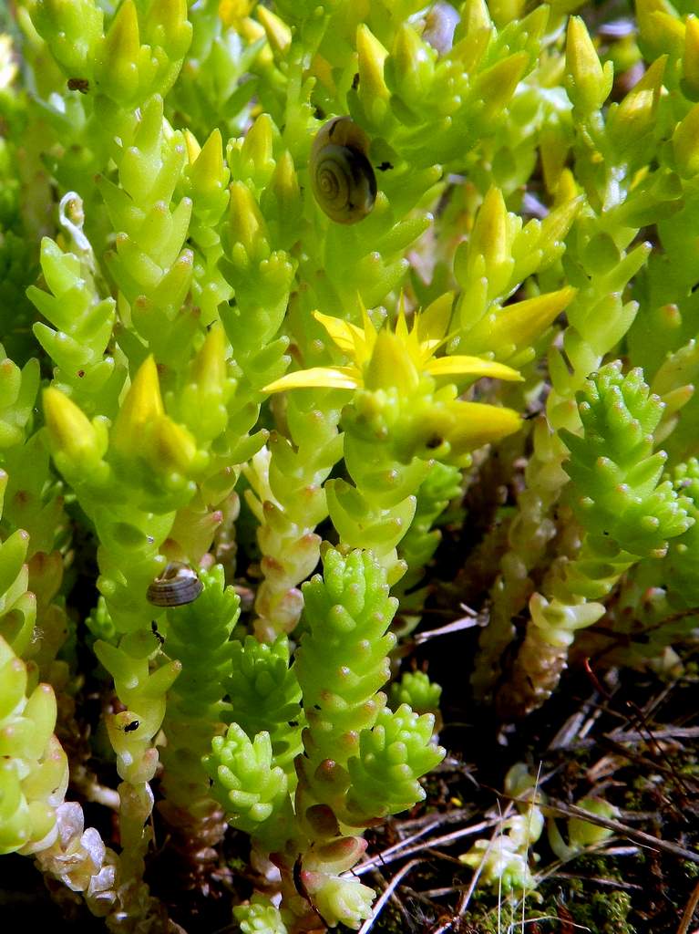 Sedum acre